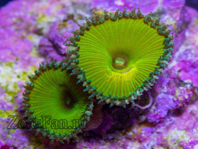 Nuclear Green